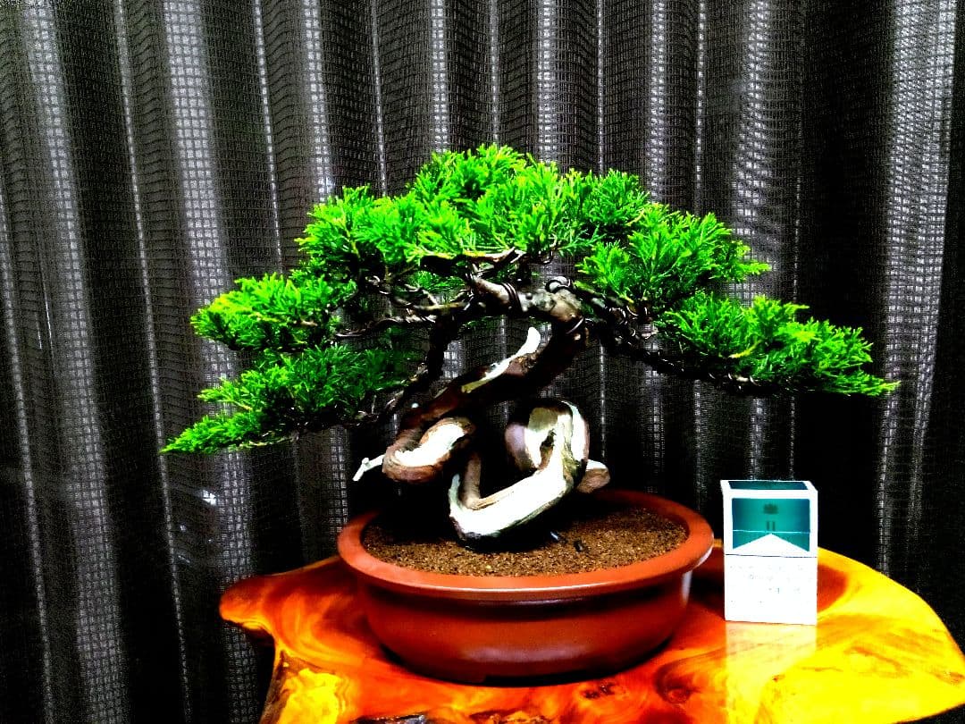 【貴風　糸魚川真柏盆栽】　　　　⭕幹曲一級品❗ ★あきちゃん様…専用★