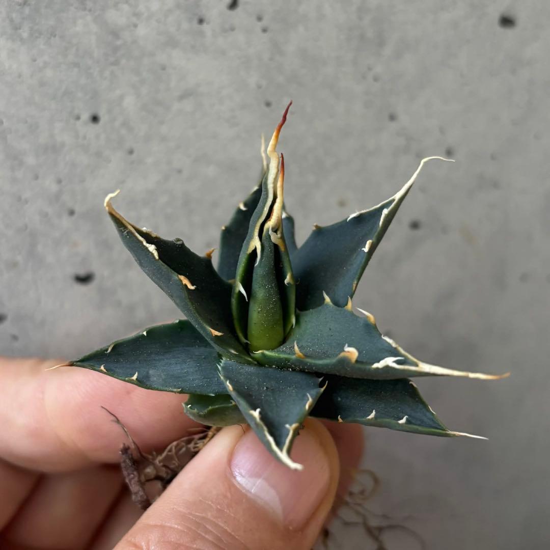 アガベ　ユタエンシス　エボリスピナ　小苗　実生14株セット