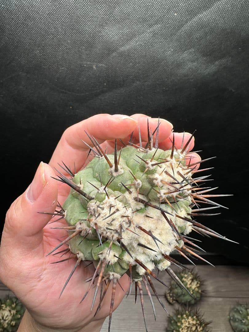 【サボテン_コクオウマル】黒王丸 超特大 3頭