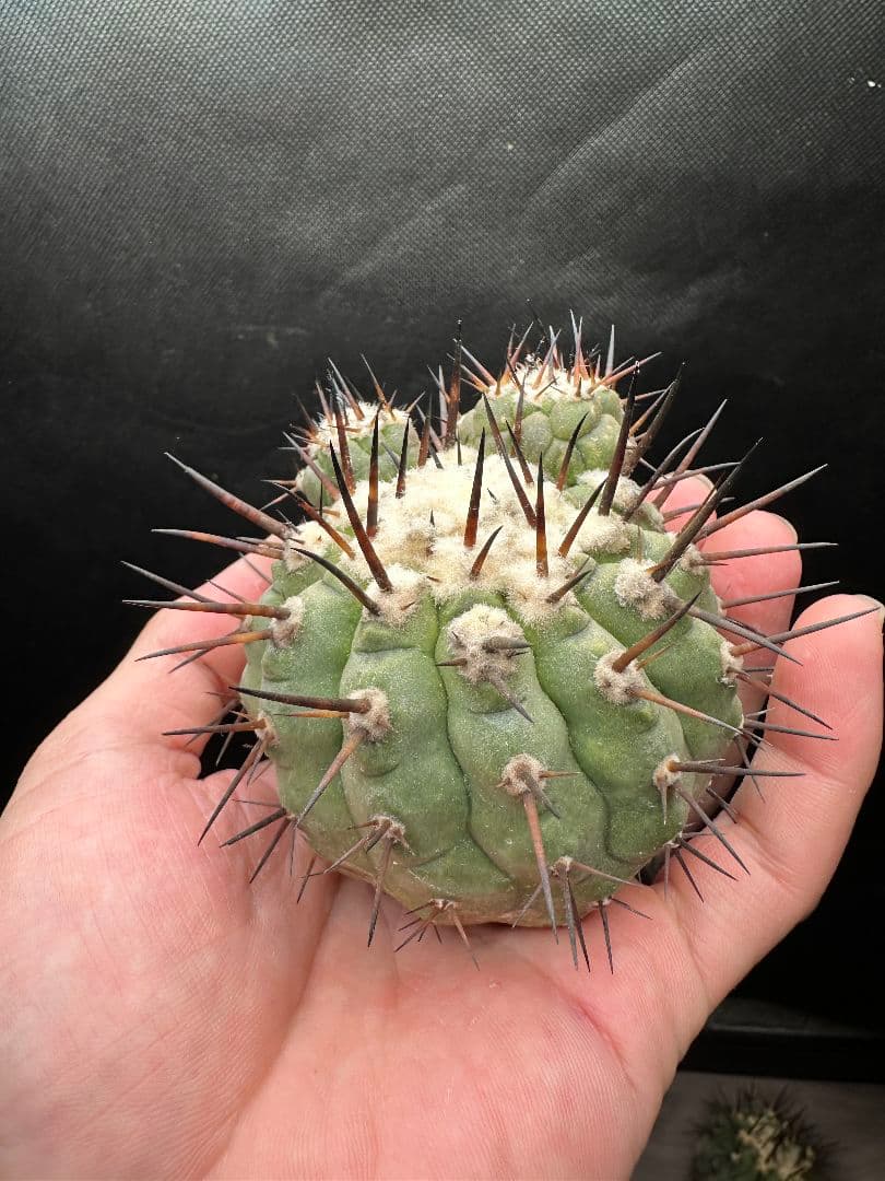 【サボテン_コクオウマル】黒王丸 超特大 3頭