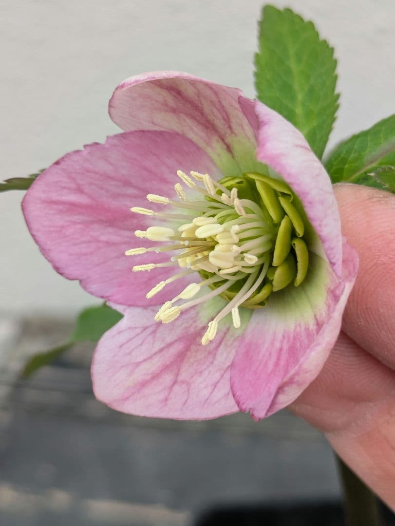 極美 WS★原種交配ヴィリディスhybrid★パステリッシュ・ポーセリン系