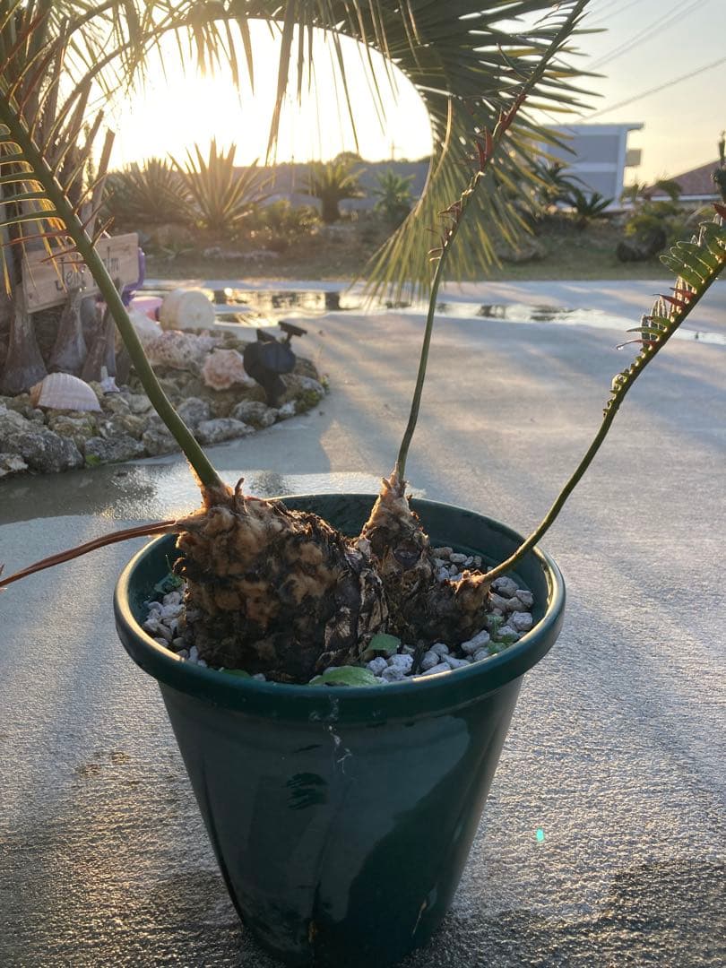 特大！ディオーンエデュレ！超美株　3頭　ソテツ　条件付き