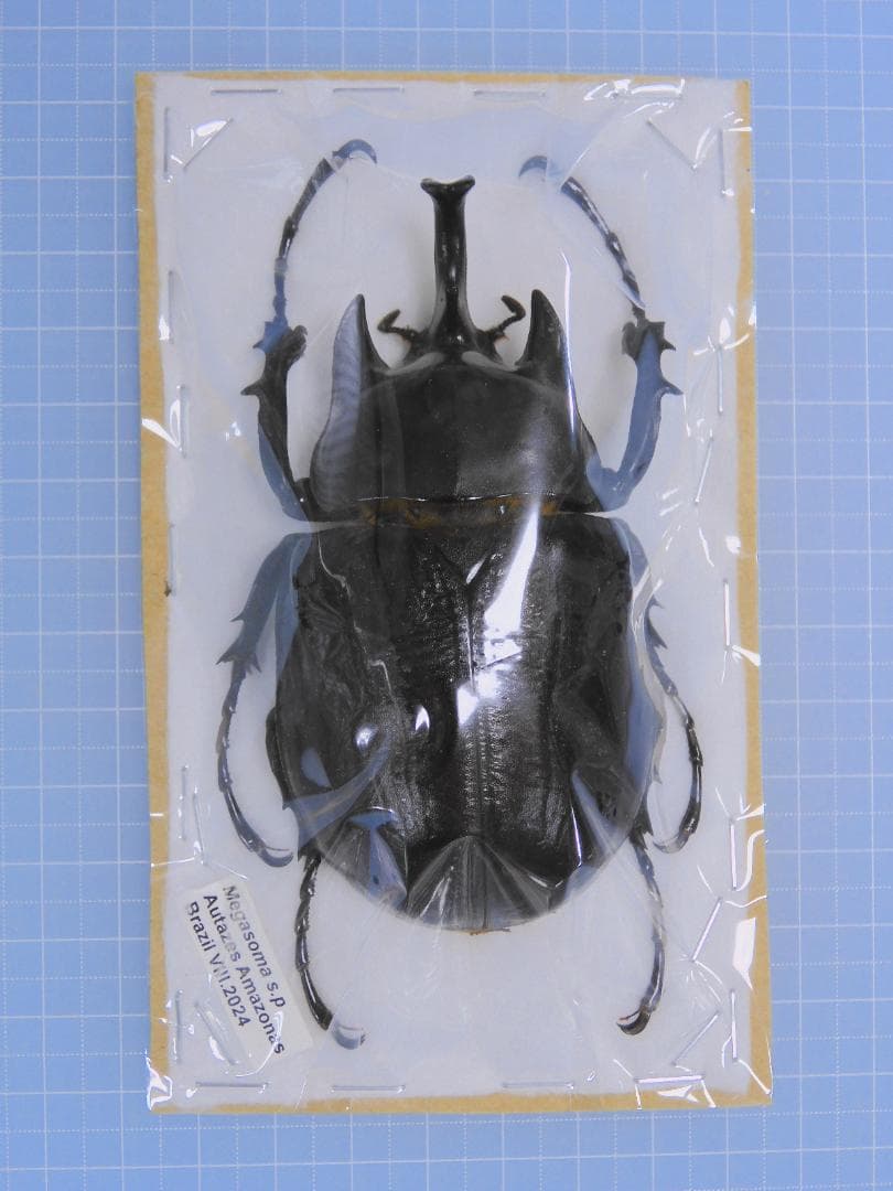 ブラジル産　ゾウカブト　89mmX47mm