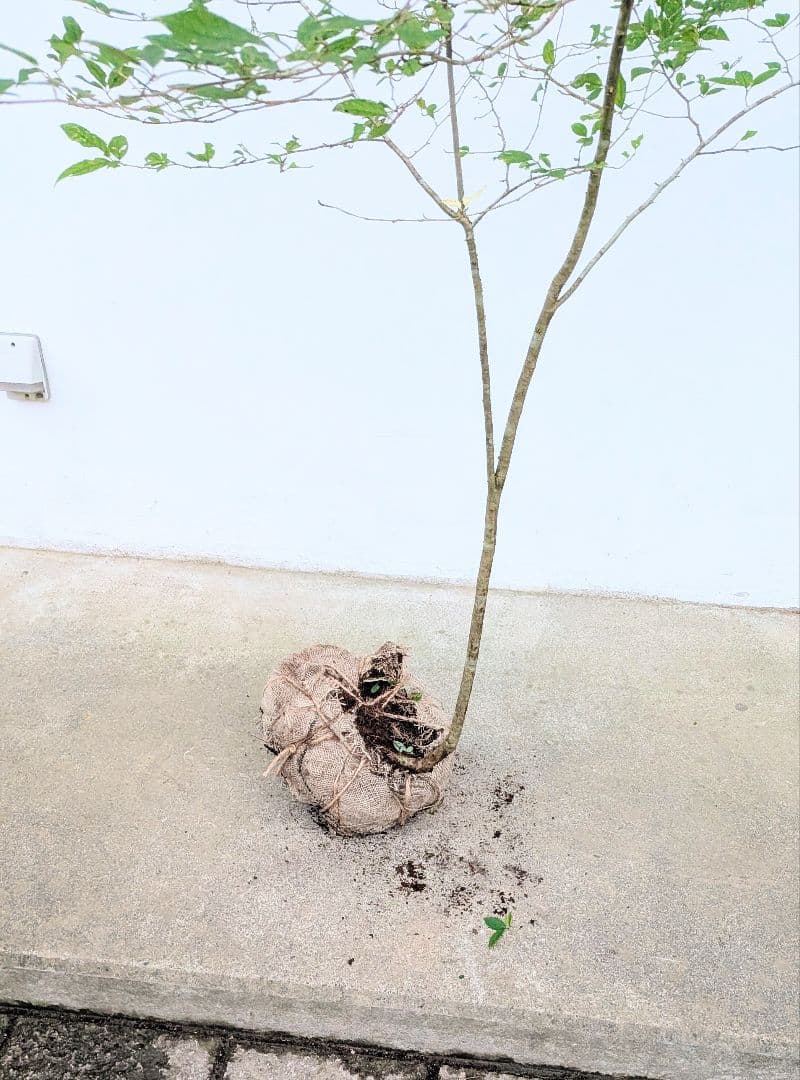 山採りウメモドキ。