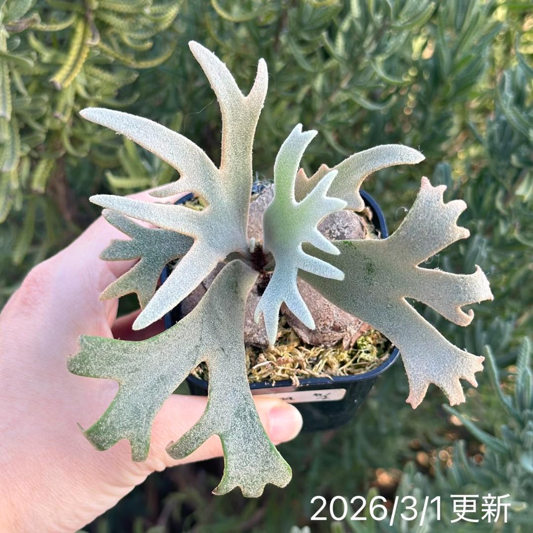 Yellow moon dwarf ’totoro’ sporeling 510