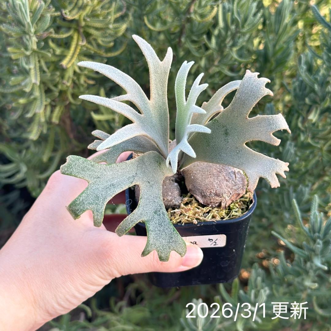 Yellow moon dwarf ’totoro’ sporeling 510