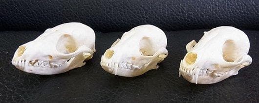 アフリカ便　美！ケープフォックス（ケープギツネ）の頭骨　※データ付属します