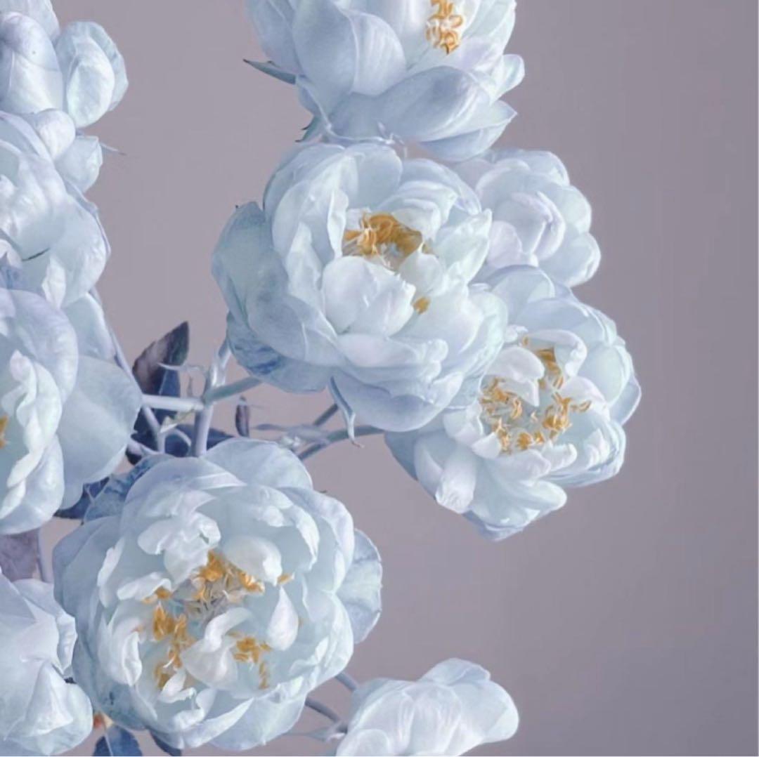 risaaaaジャケット