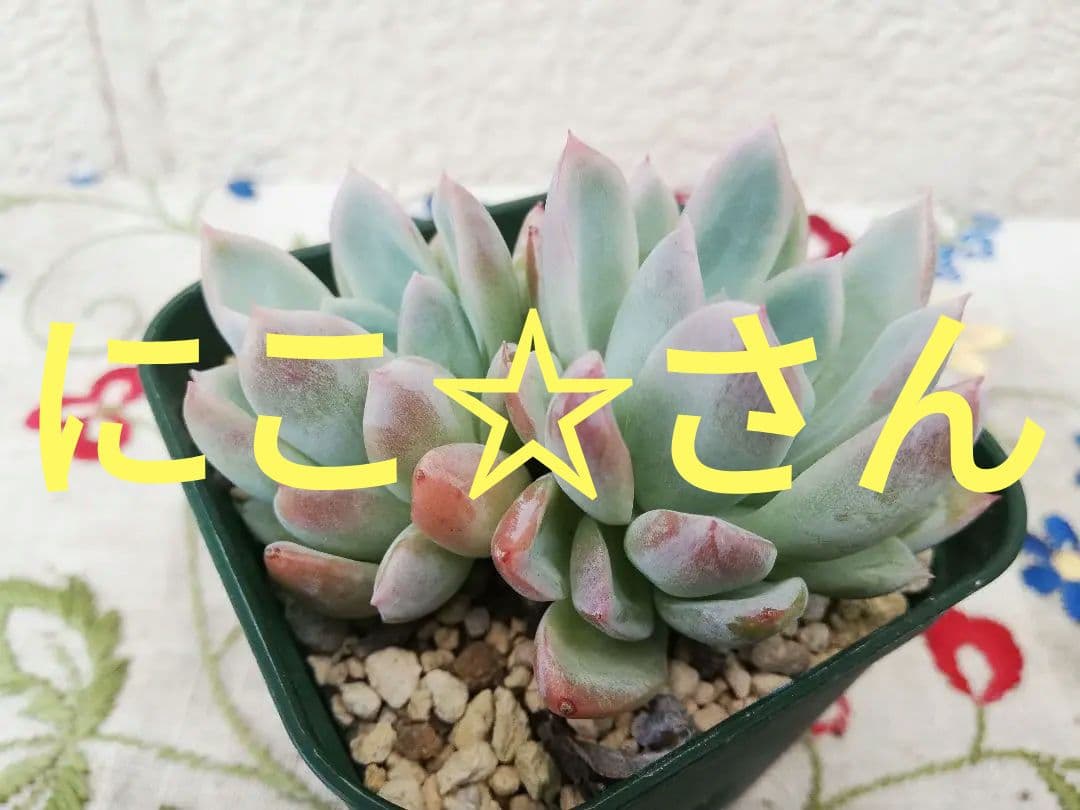 多肉植物　レア　アニー　韓国苗