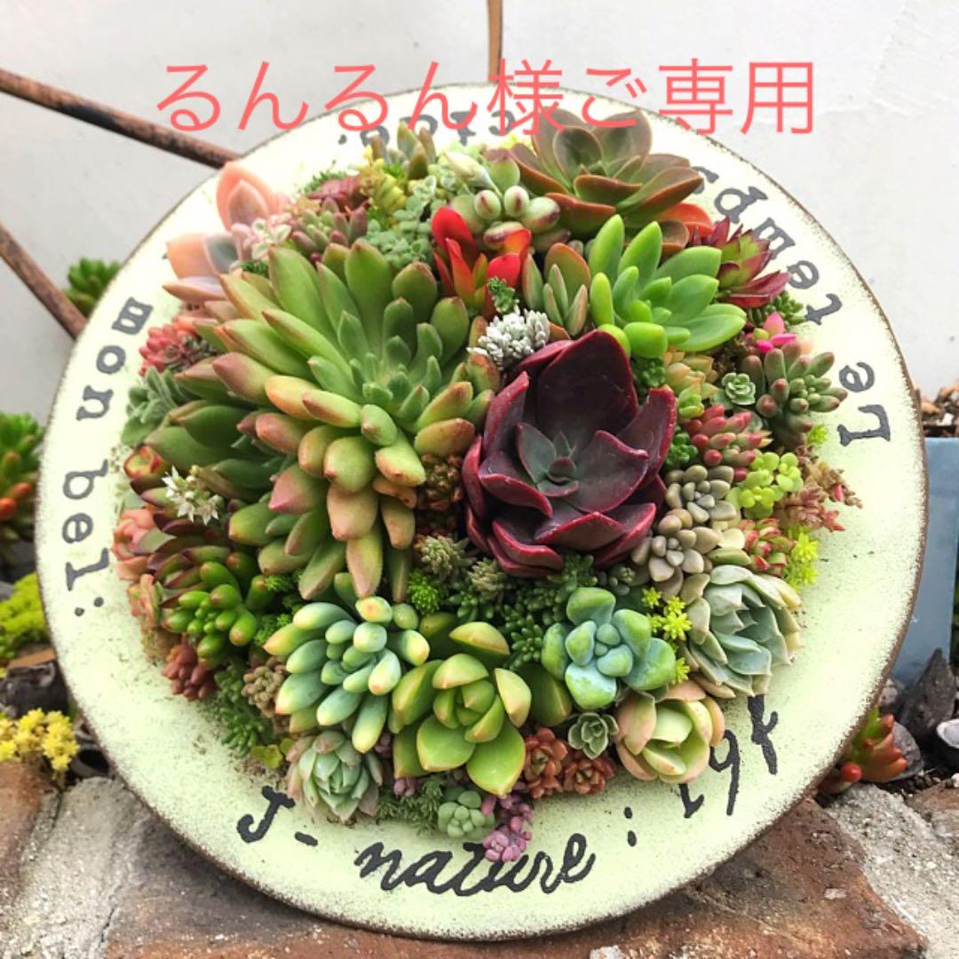 ★多肉植物　寄せ植え〜ブリキ　ハット寄せ〜★
