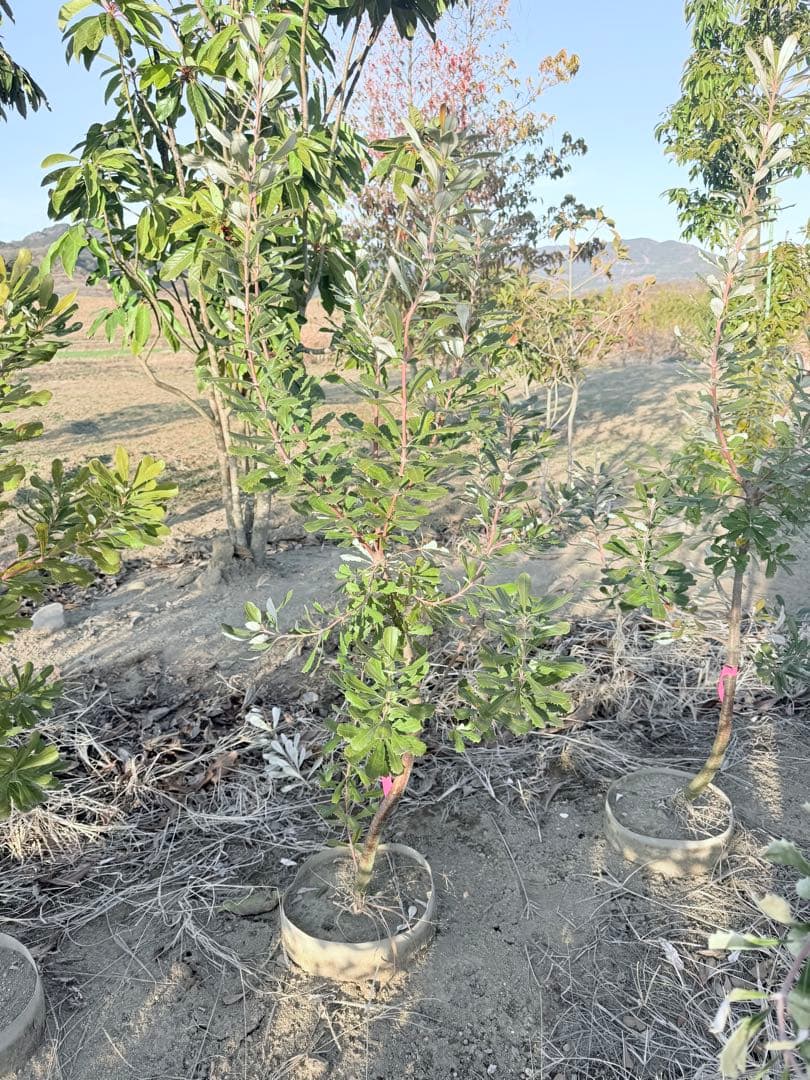 コーストバンクシア② オージープランツ