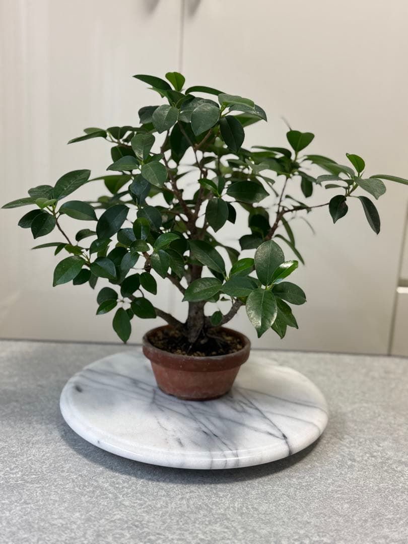 パンダガジュマル