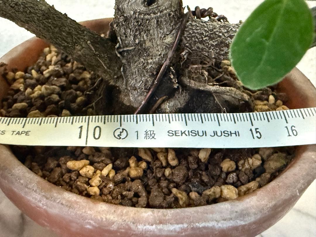 パンダガジュマル