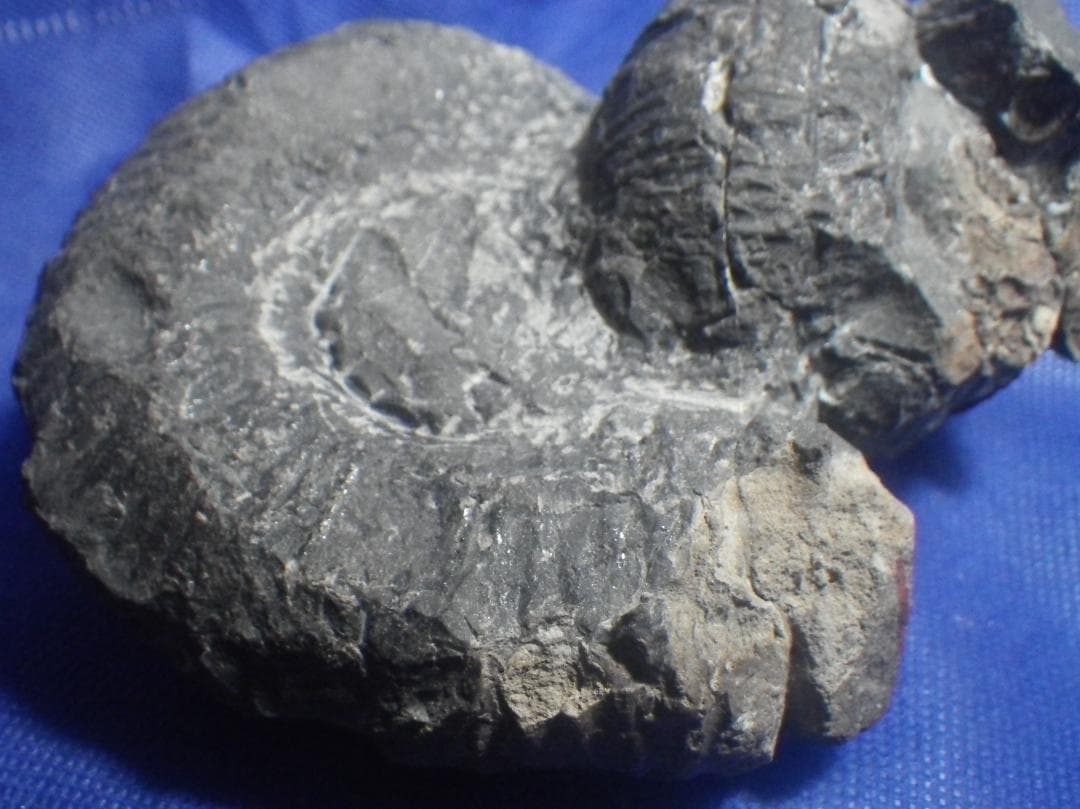 国産化石 ２５０４１５－２