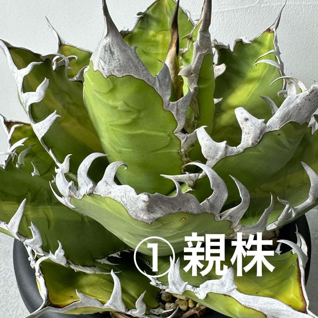 オアハカ オテロイ セット ※バラ売りは①〜④からお選びください