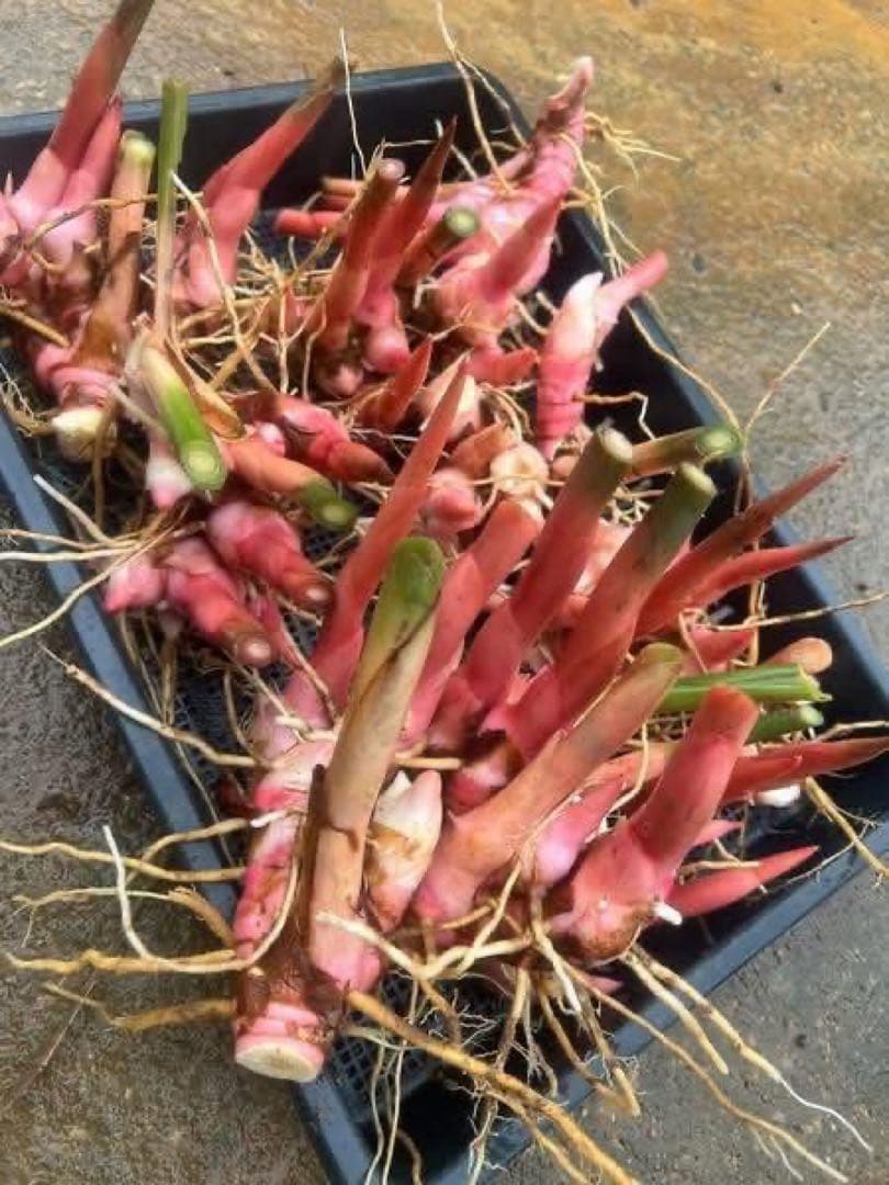 採れたて生ガランガルお料理用、苗でも10kg約