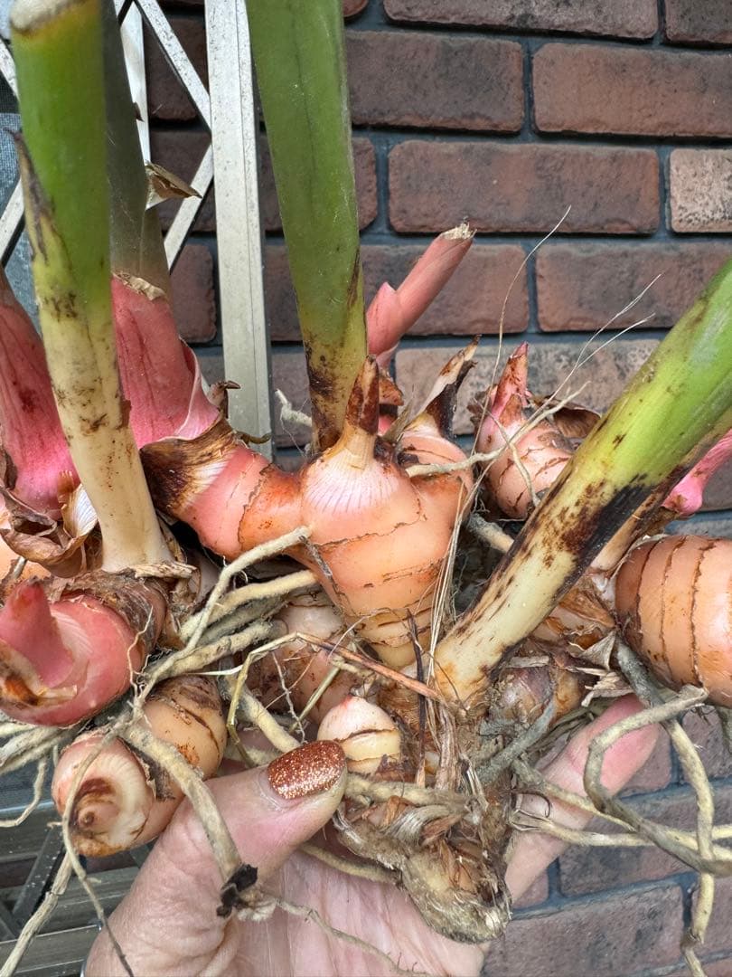 採れたて生ガランガルお料理用、苗でも10kg約