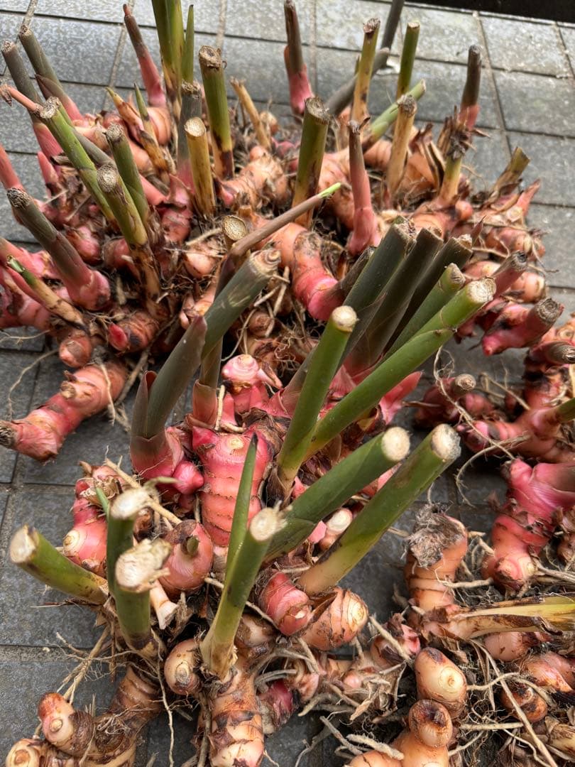 採れたて生ガランガルお料理用、苗でも10kg約