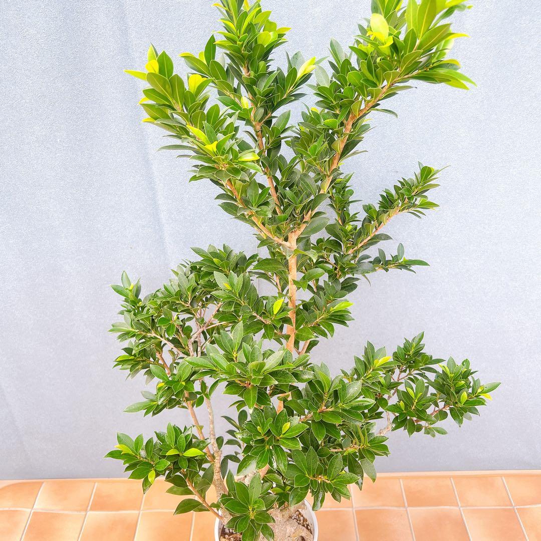 現品　フィカス　ゴムの木　ベリーリーフ　曲がり　特大　希少　観葉植物