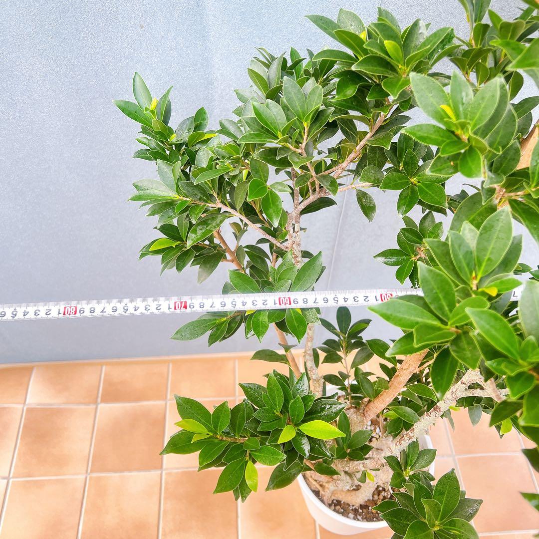 現品　フィカス　ゴムの木　ベリーリーフ　曲がり　特大　希少　観葉植物