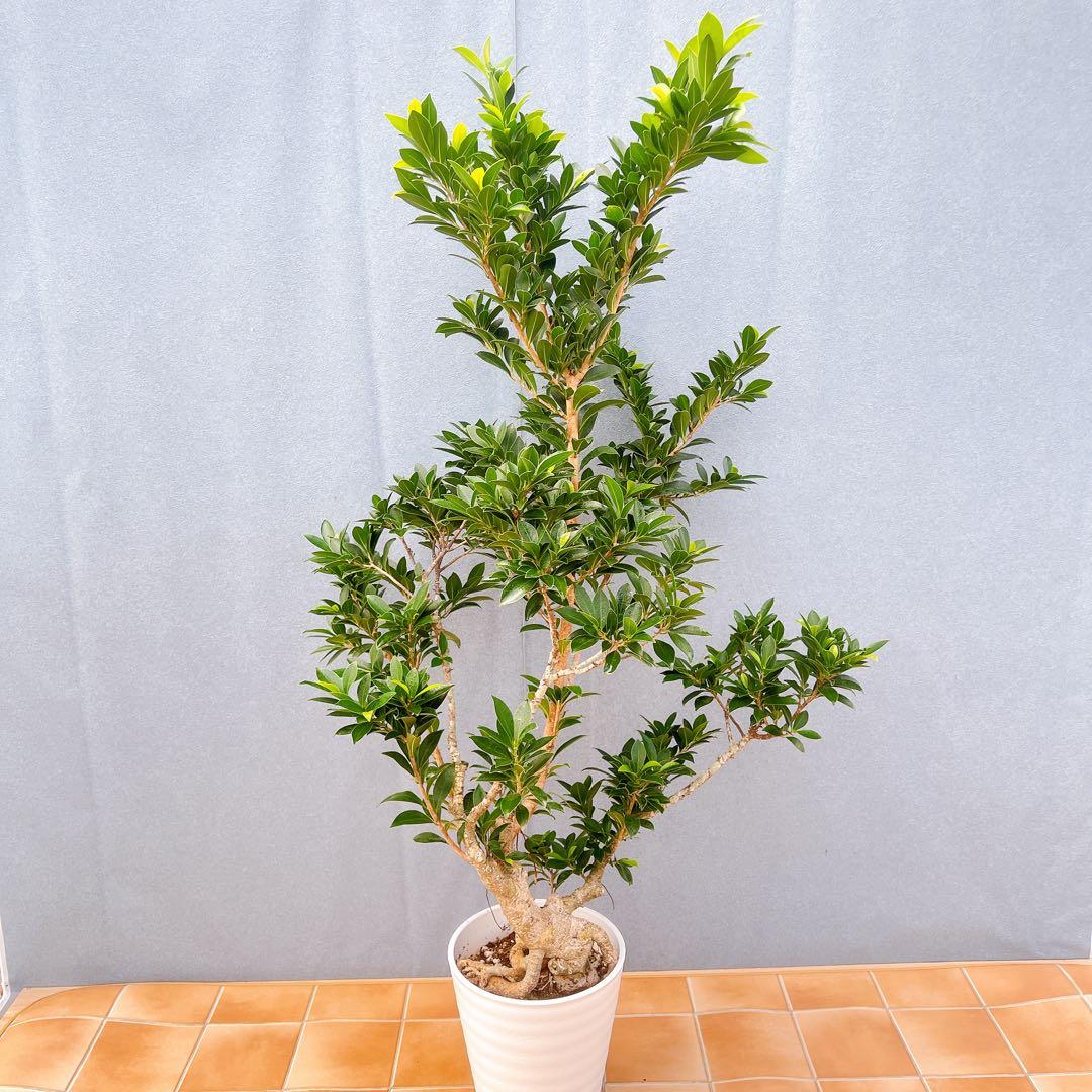 現品　フィカス　ゴムの木　ベリーリーフ　曲がり　特大　希少　観葉植物