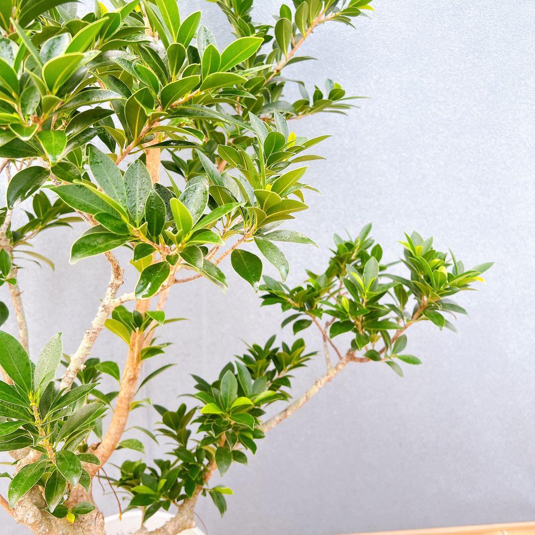 現品　フィカス　ゴムの木　ベリーリーフ　曲がり　特大　希少　観葉植物