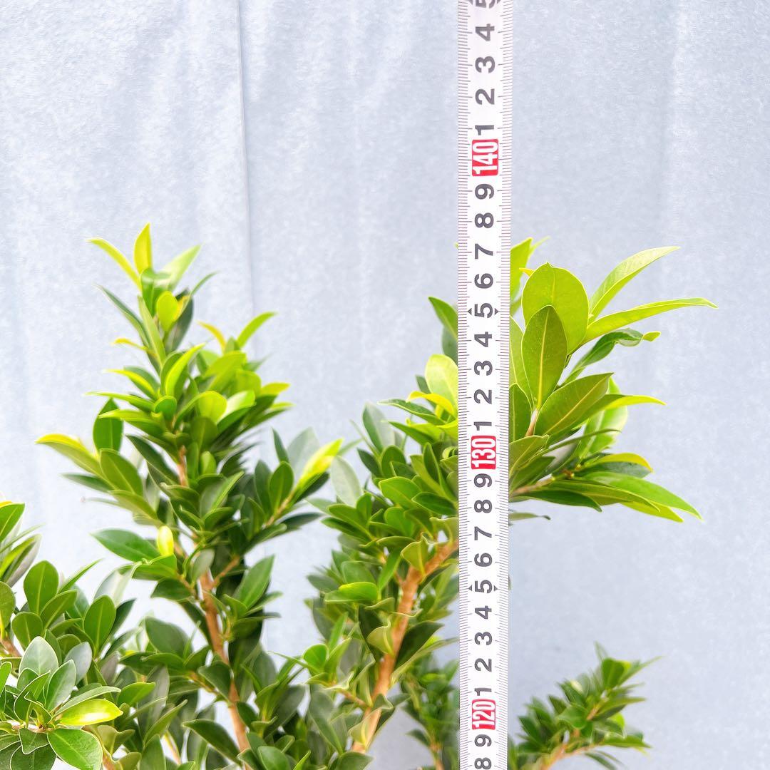 現品　フィカス　ゴムの木　ベリーリーフ　曲がり　特大　希少　観葉植物