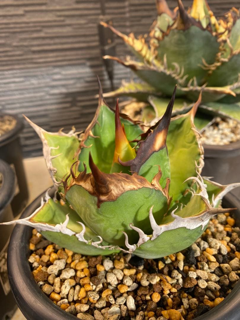 アガベ　オテロイ　実生