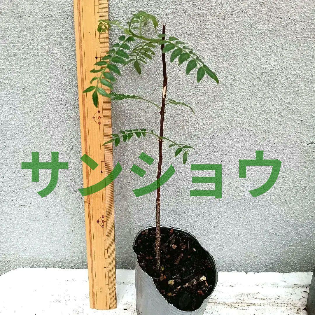 サンショウ　抜き苗　S
