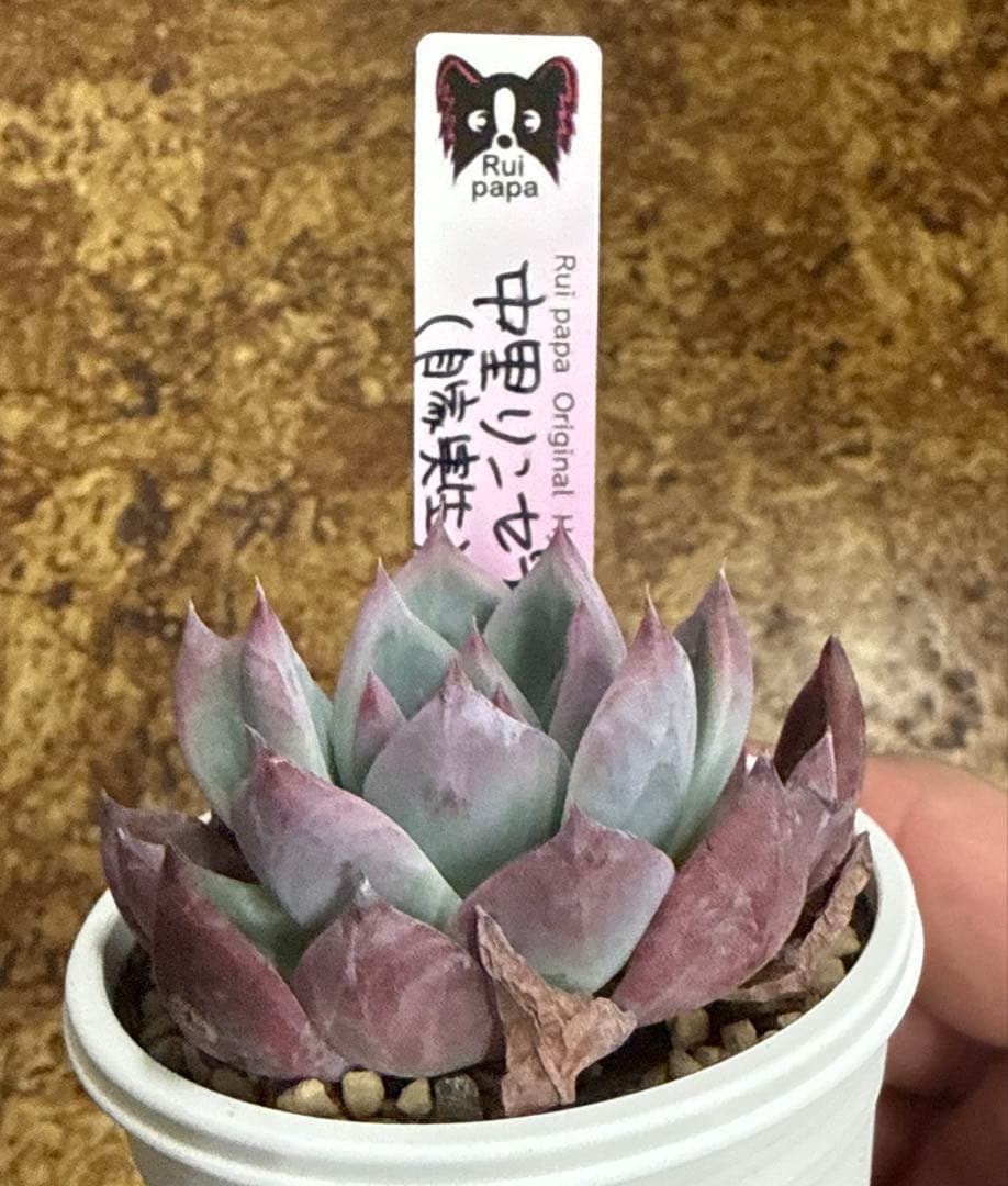 ルイパパさん苗　中里リンゼアナ　（自家実生）　札付き