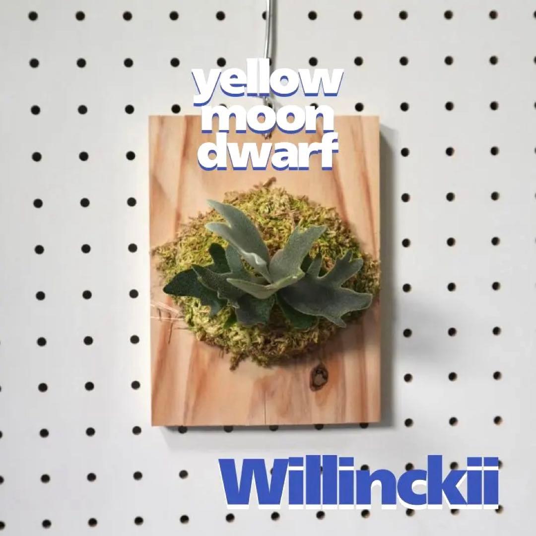 ビカクシダ YMDS ウィリンキー系 イエロームーンドワーフ　スポア