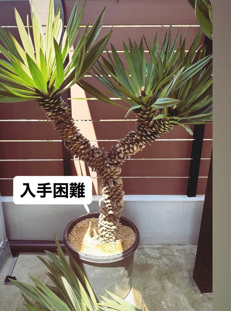 超超超超激ヤバ ユッカ グロリオサ キミガヨラン