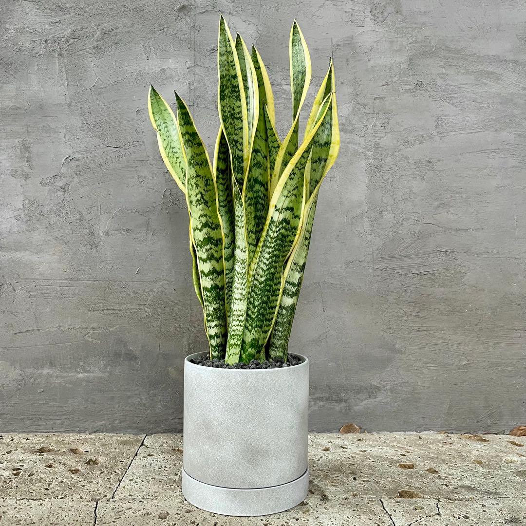 サンスベリア　ローレンティ　陶器鉢　植え込み発送