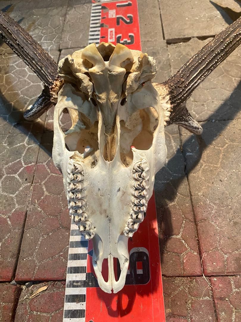 菊*ん様 蝦夷鹿hunting trophy（deer skull）異形角＋骨格