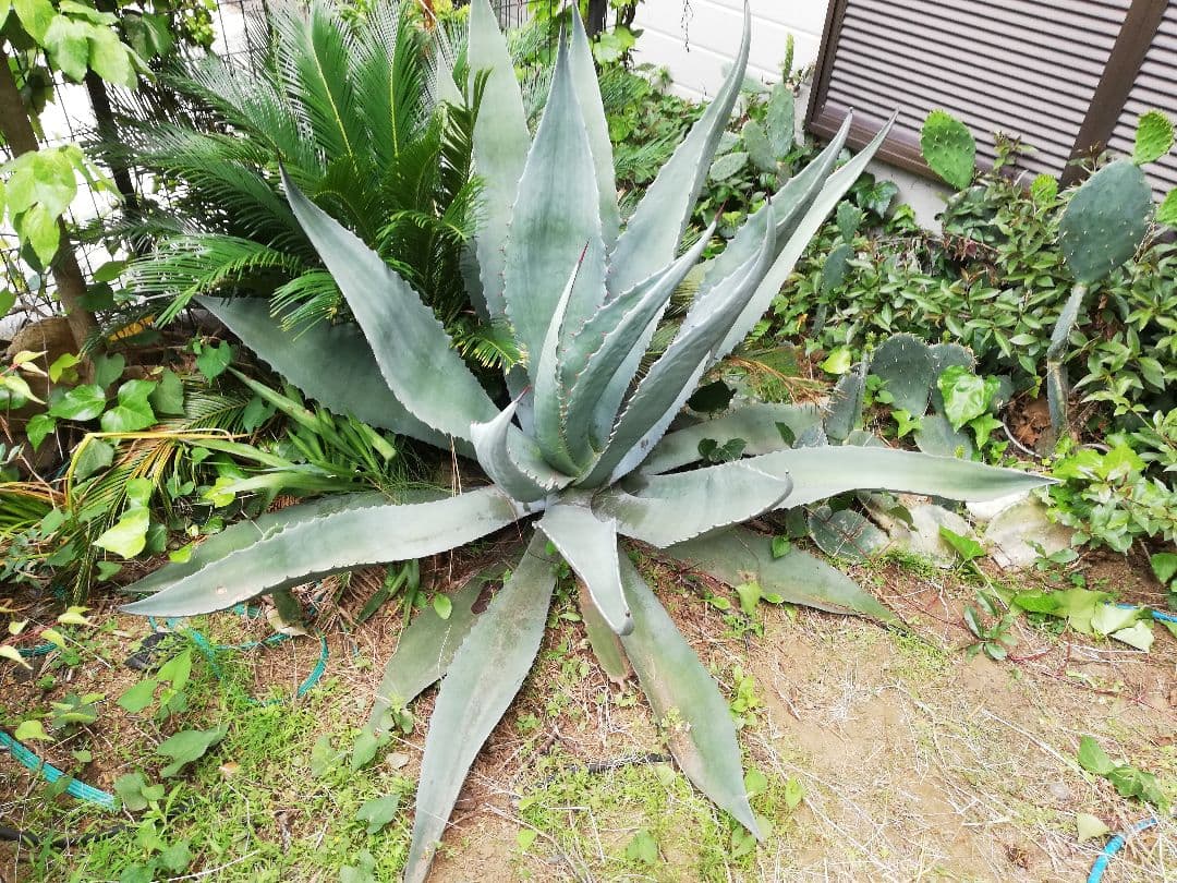 アガベ　アメリカーナ？（掘り取り＆持ち帰り　お願いします）