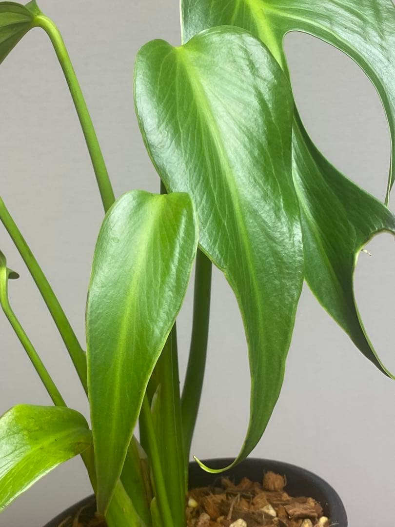 マ*ん様 【棚整理セール‼️】モンステラ　バールマルクス　希少　レア　人気‼️