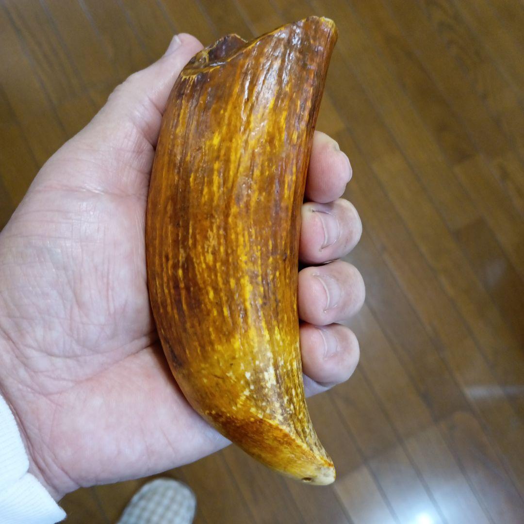 100年物鯨の歯（フィジーのタンブア）首からさげる286g