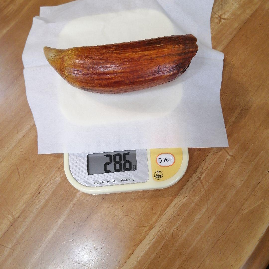 100年物鯨の歯（フィジーのタンブア）首からさげる286g