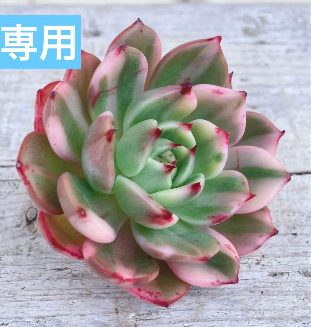 専用　多肉植物　大き目❁︎フラメンコ錦　未発根