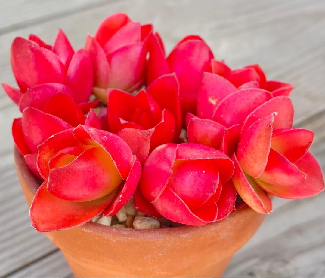 火祭り ♡♡多肉植物 カット苗 寄せ植え