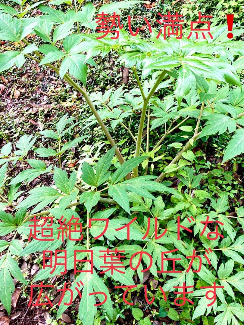 完売　天然＊野生【スーパーフード＊明日葉の種/100粒➕おまけ】完全無農薬