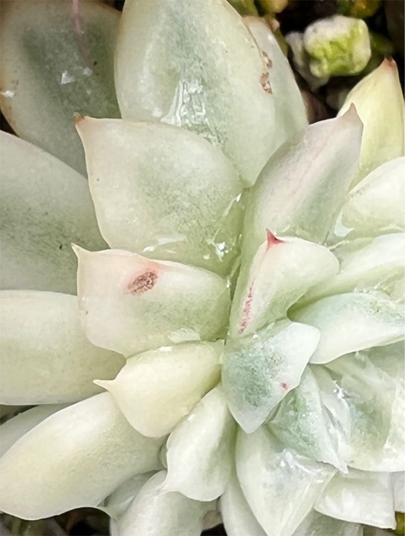 女雛錦   抜き苗  虫食いあり