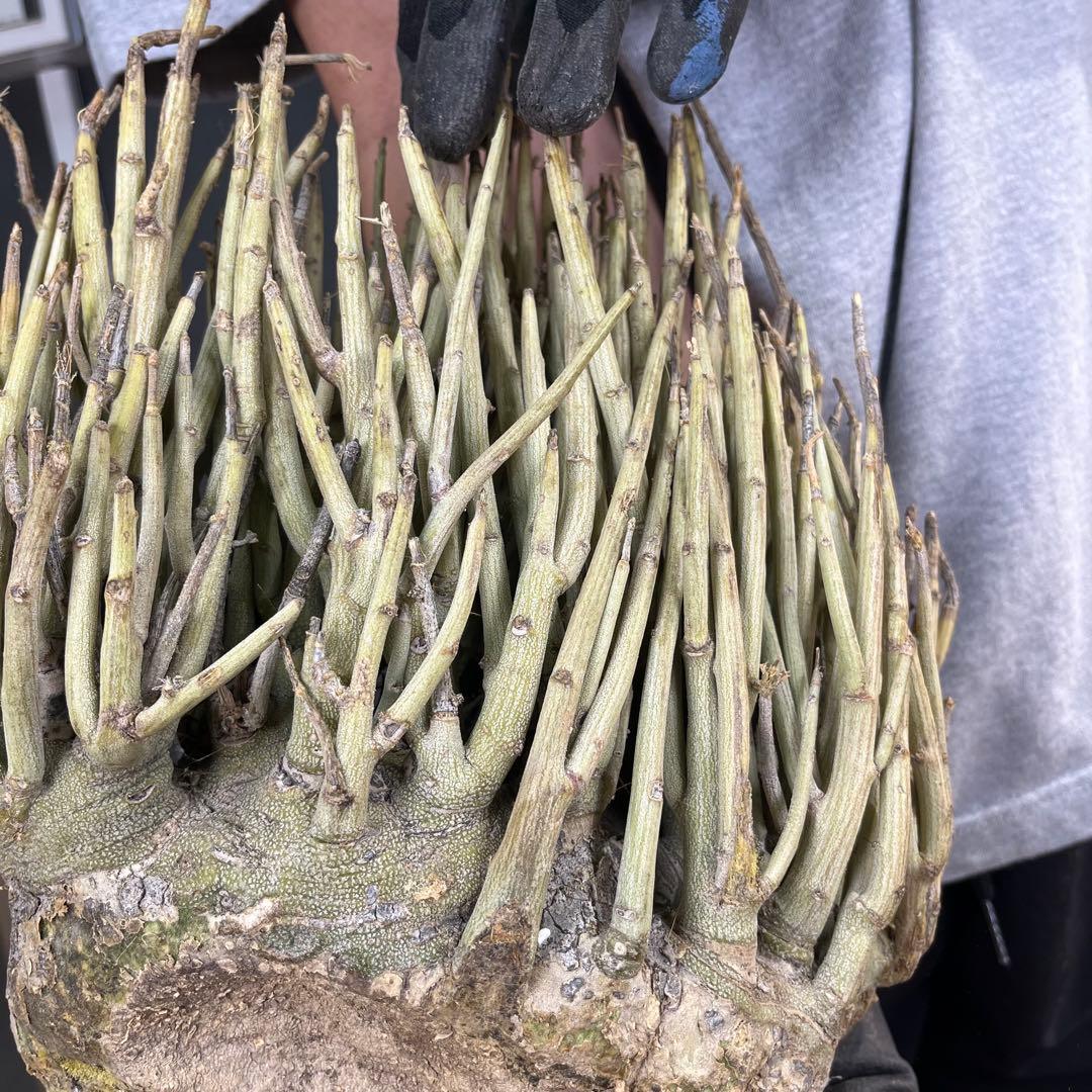 ゆ*う様 16 激レア 超大株 アデニア ペチュエリー 現地球 鮮度抜群