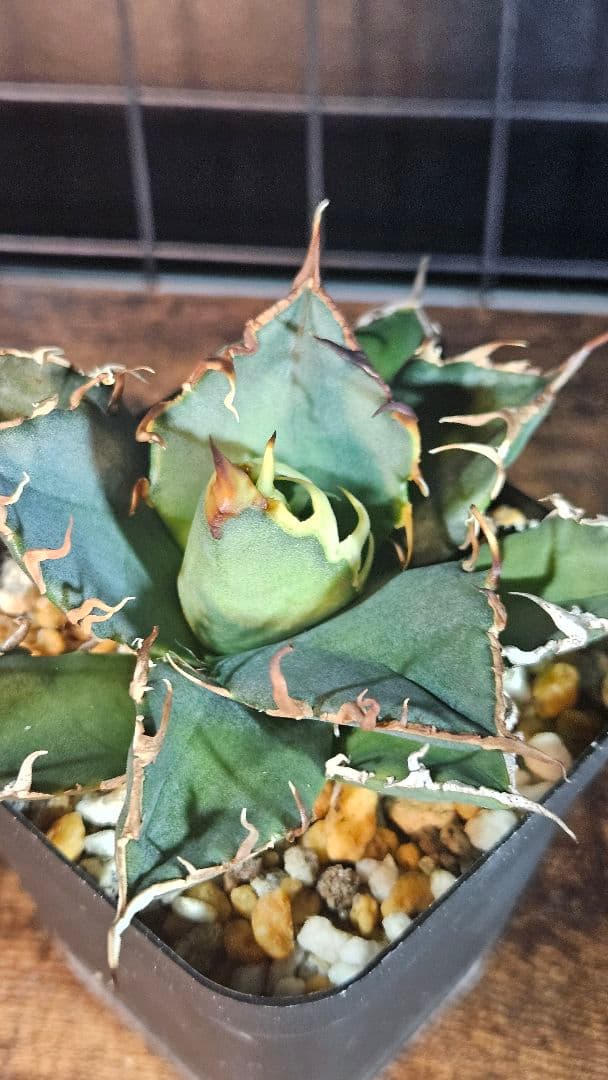 アガベ 白鯨 星空 凱旋 SAD 暴牙 人気品種5株セット チタノタ オテロイD