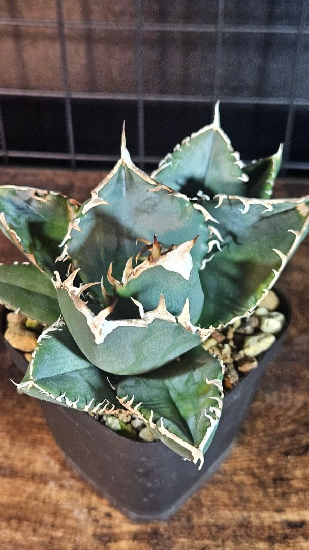 アガベ 白鯨 星空 凱旋 SAD 暴牙 人気品種5株セット チタノタ オテロイD