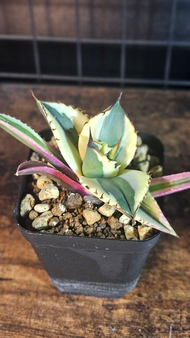 アガベ 白鯨 星空 凱旋 SAD 暴牙 人気品種5株セット チタノタ オテロイD