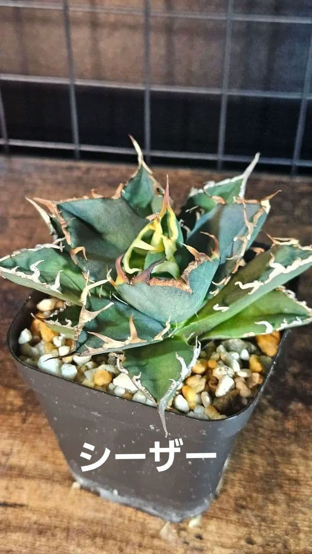 アガベ 白鯨 星空 凱旋 SAD 暴牙 人気品種5株セット チタノタ オテロイD