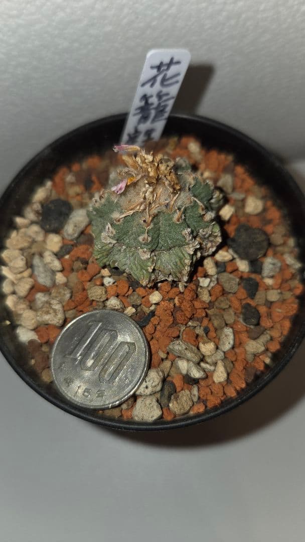 アズテキウム　花籠