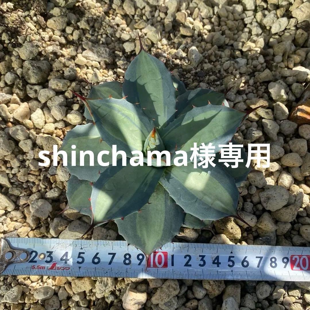 アガベ　トランカータ　吉祥天錦2株セット