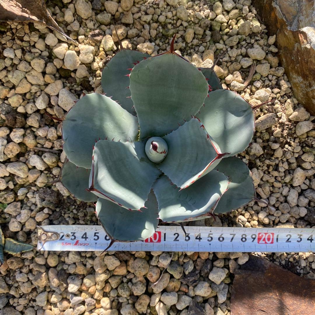 アガベ　トランカータ　吉祥天錦2株セット